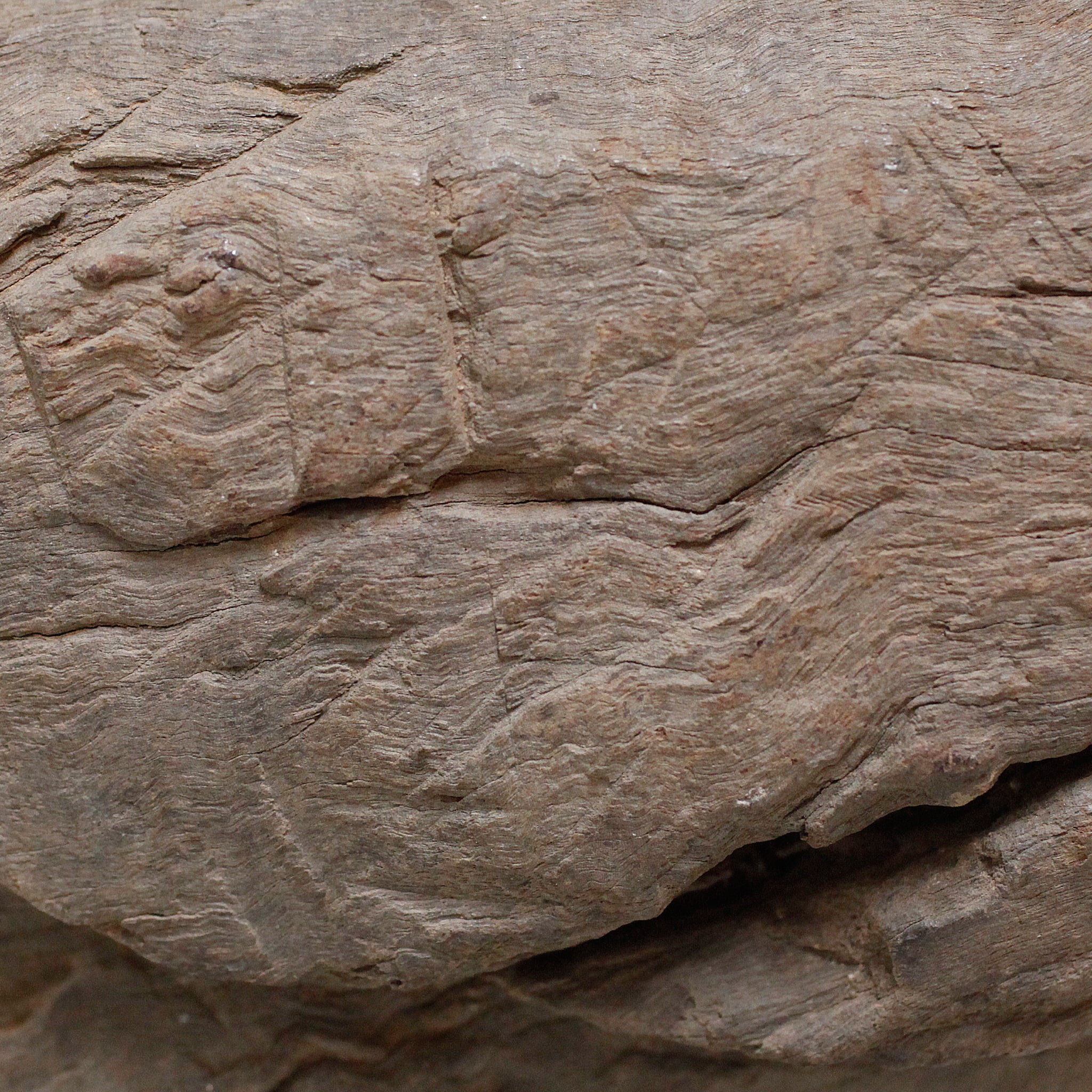 ロビ おじぎをしている鳥像 f_135