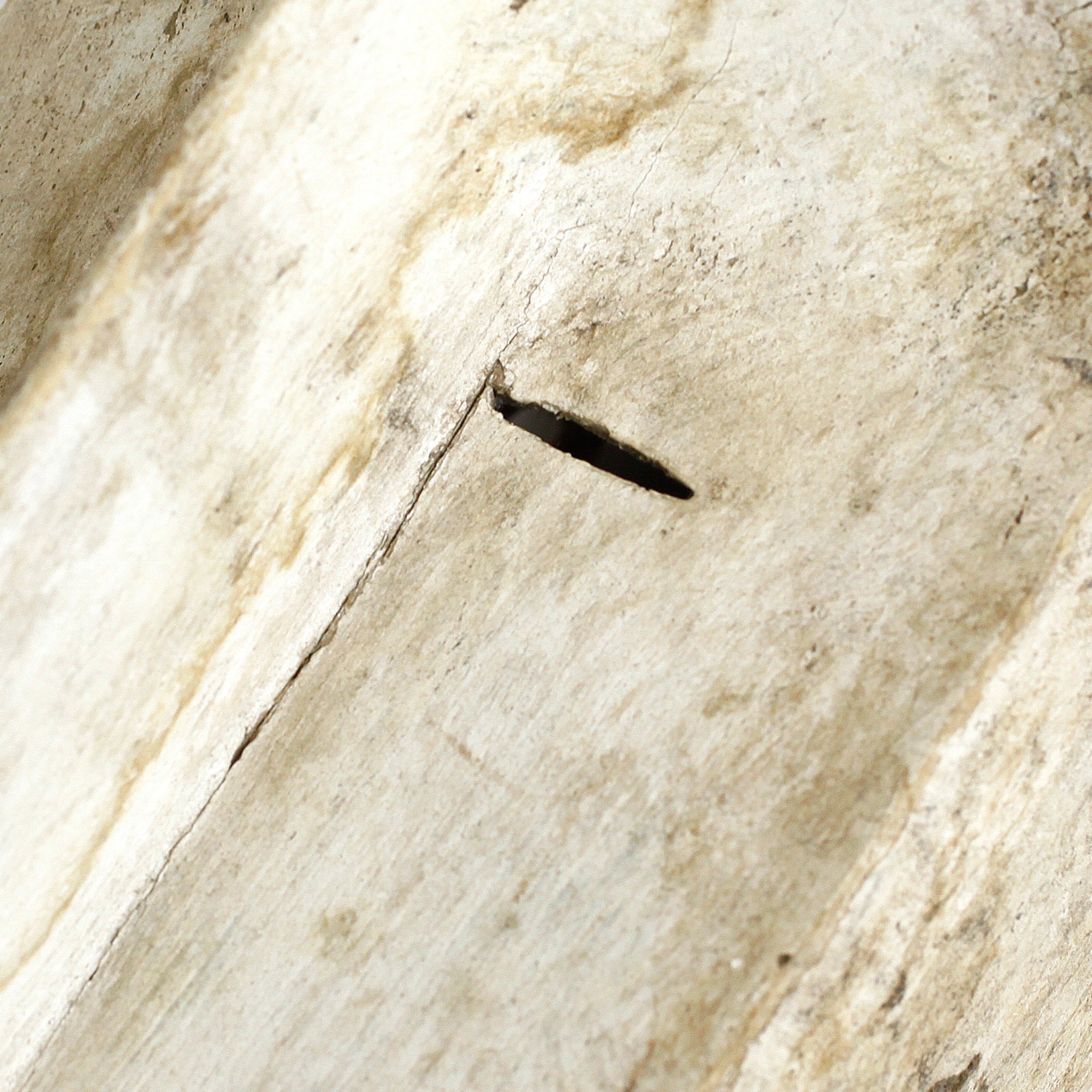 ファング 白くて細長いマスク as3_13