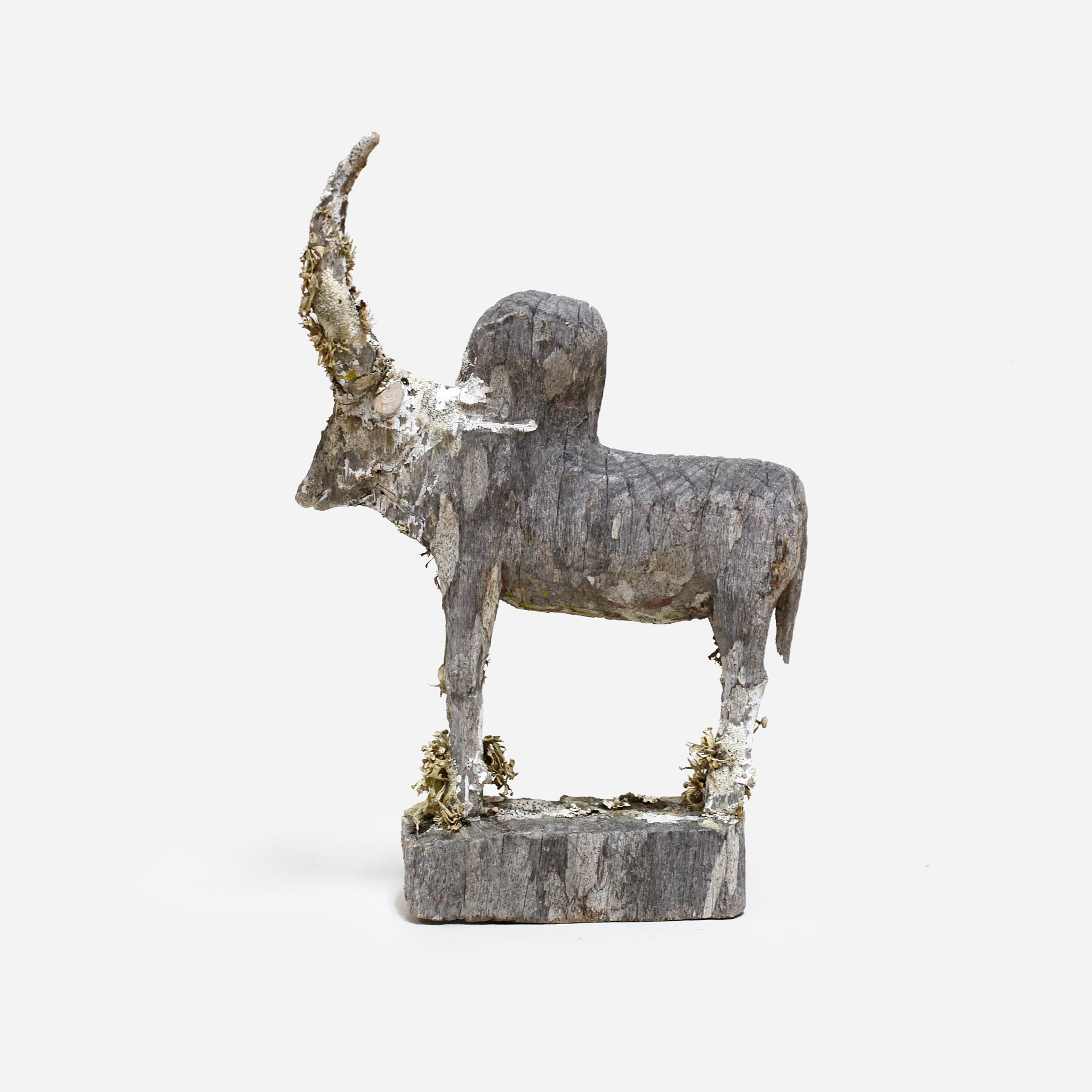 マハファリ ゼブと地衣類 f_142