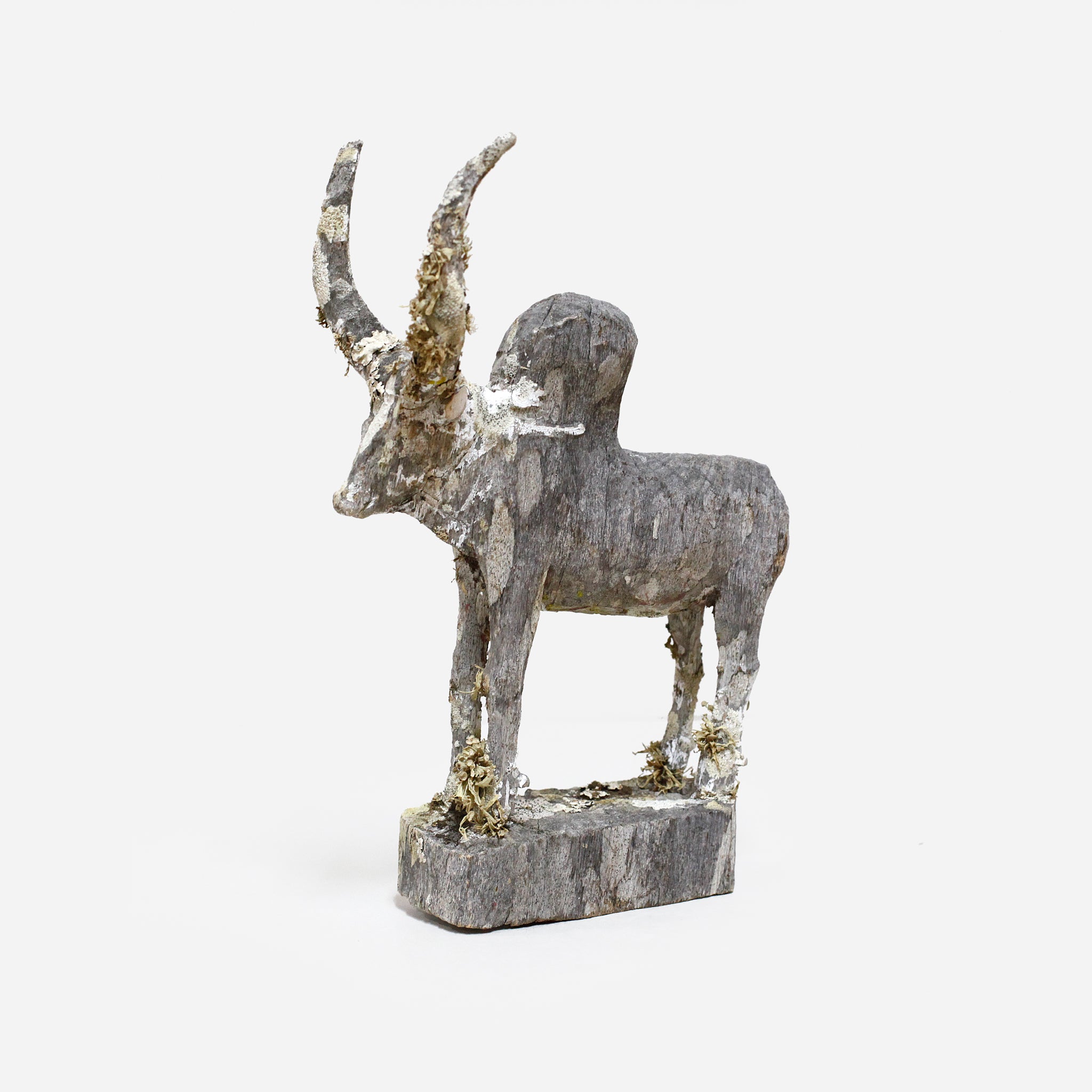 マハファリ ゼブと地衣類 f_142