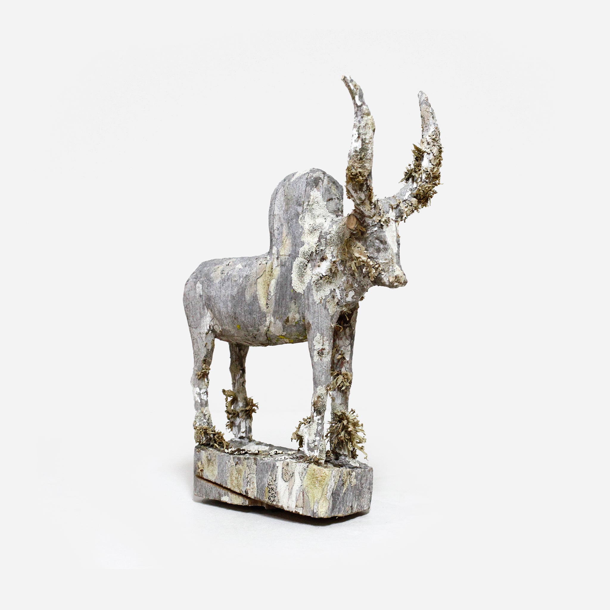 マハファリ ゼブと地衣類 f_142