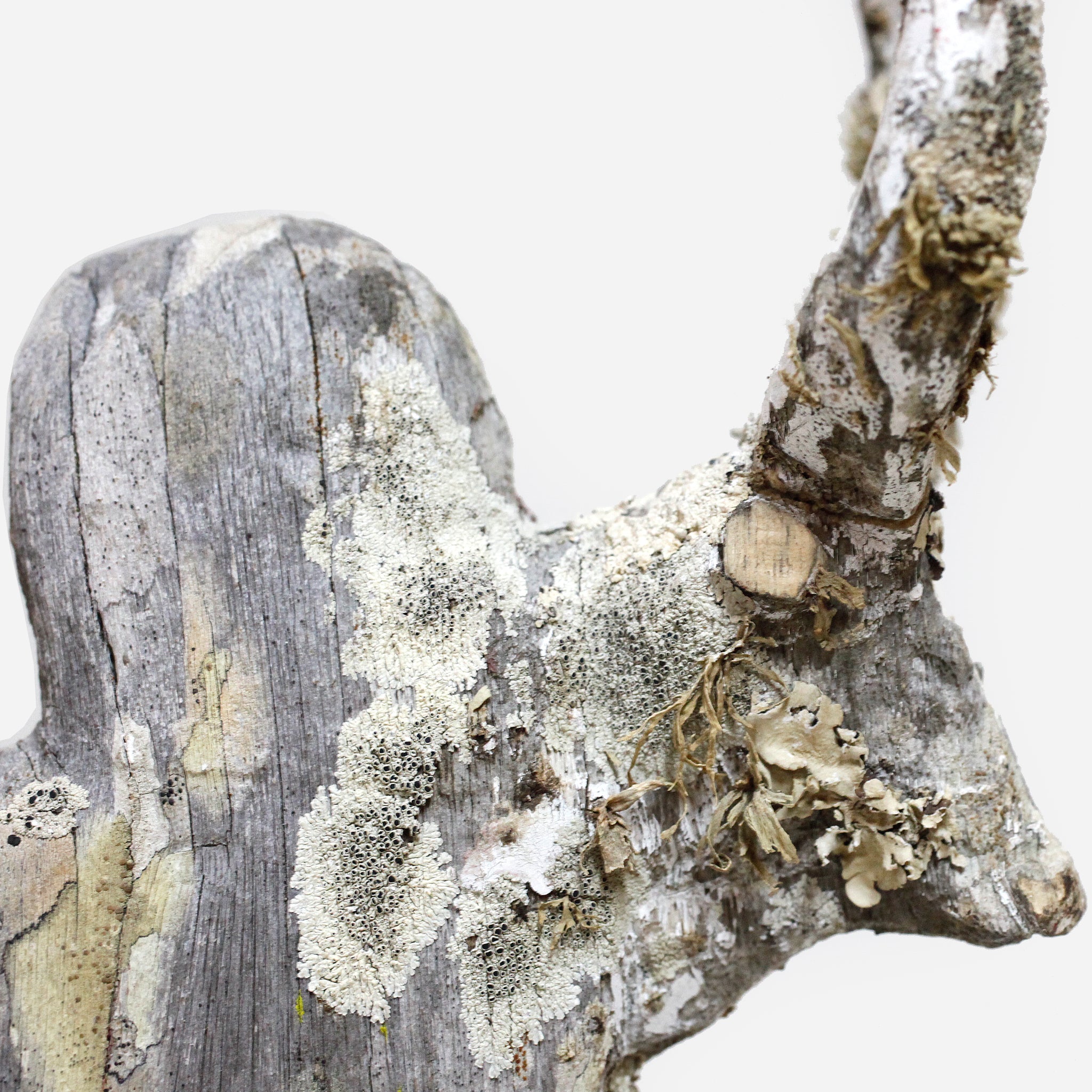 マハファリ ゼブと地衣類 f_142