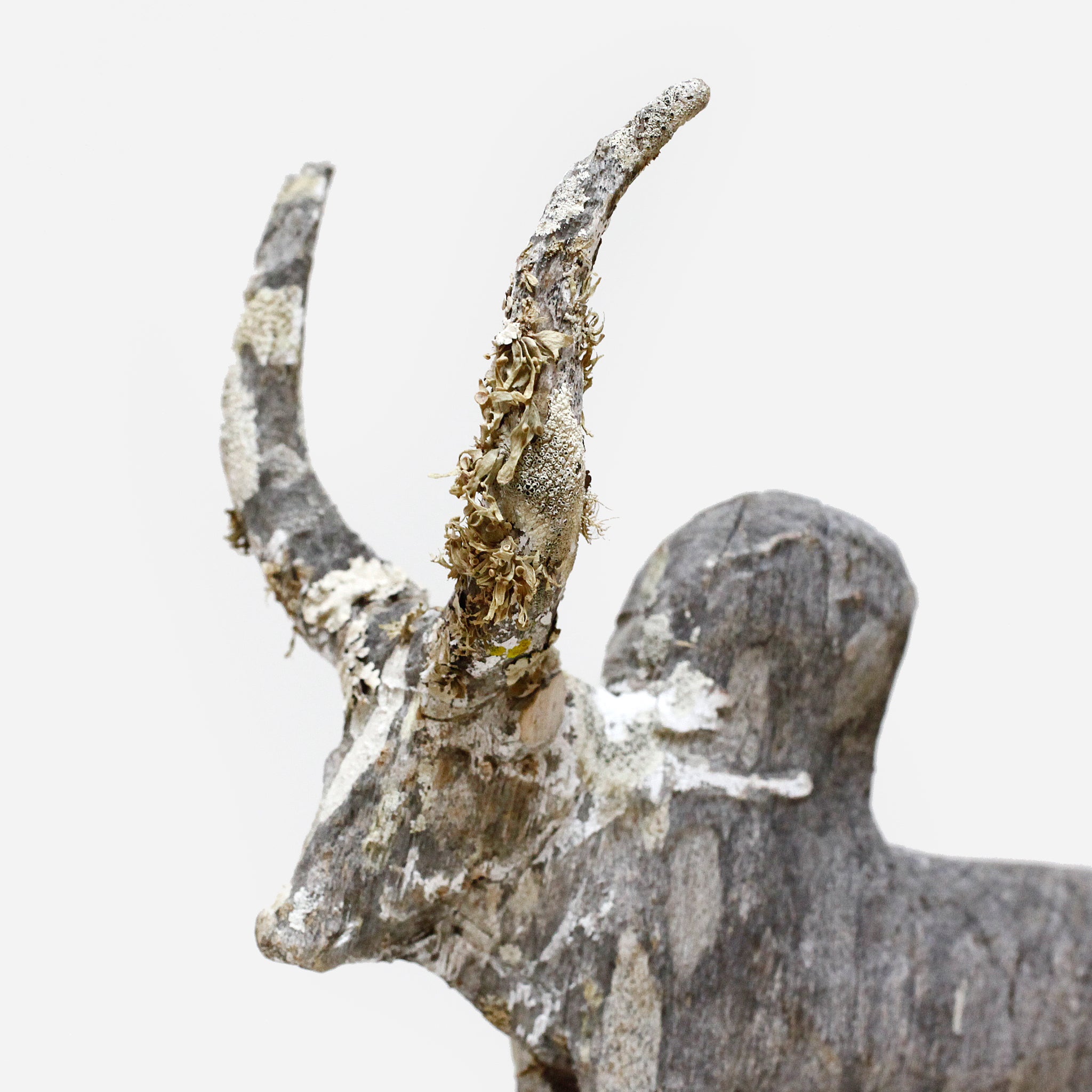 マハファリ ゼブと地衣類 f_142