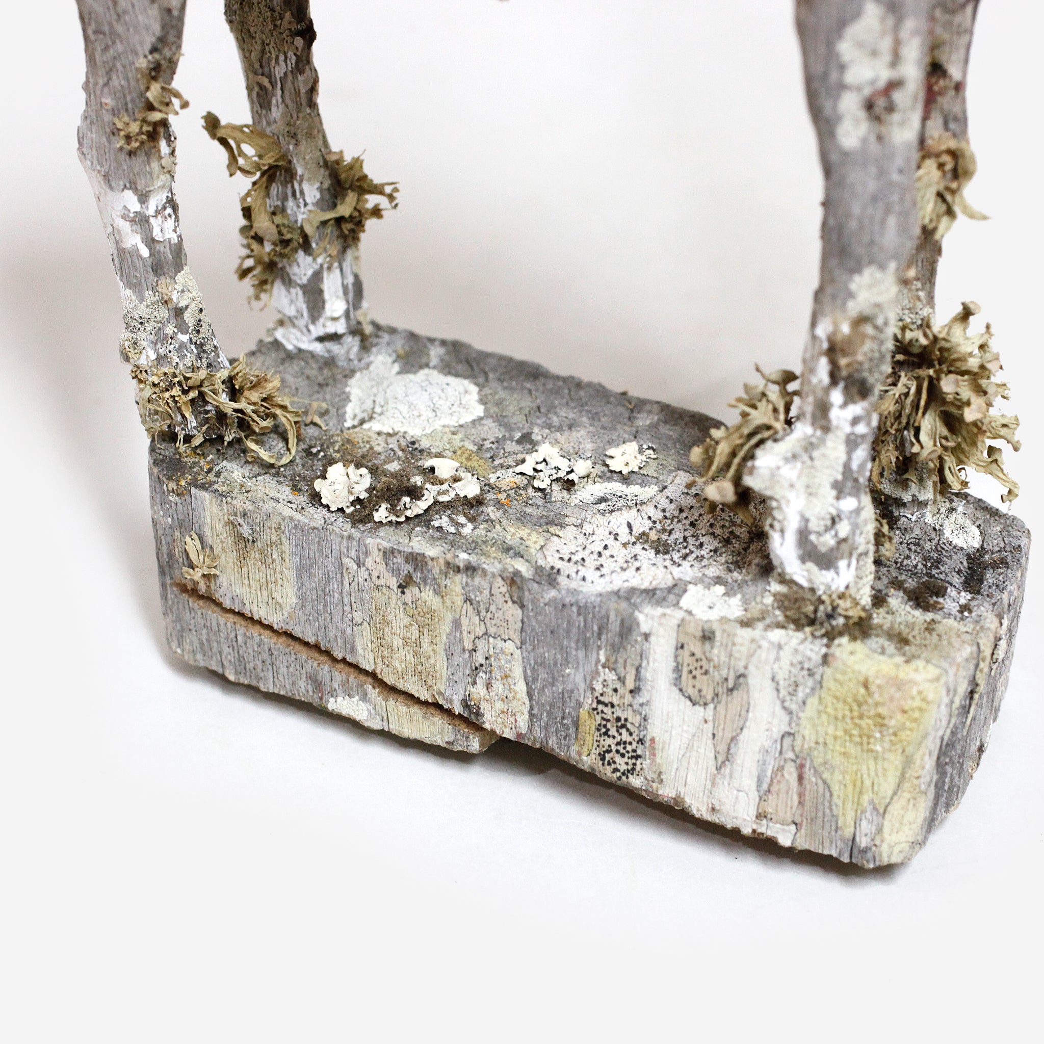 マハファリ ゼブと地衣類 f_142