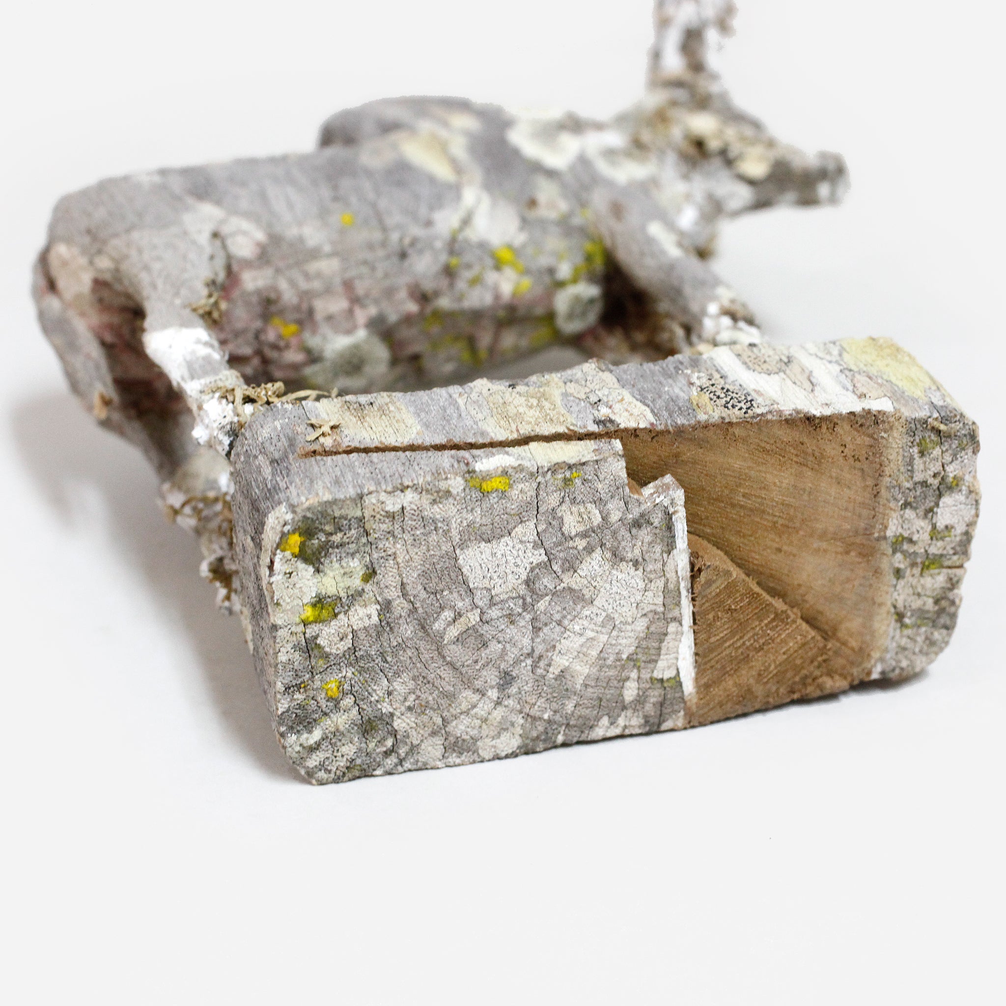 マハファリ ゼブと地衣類 f_142