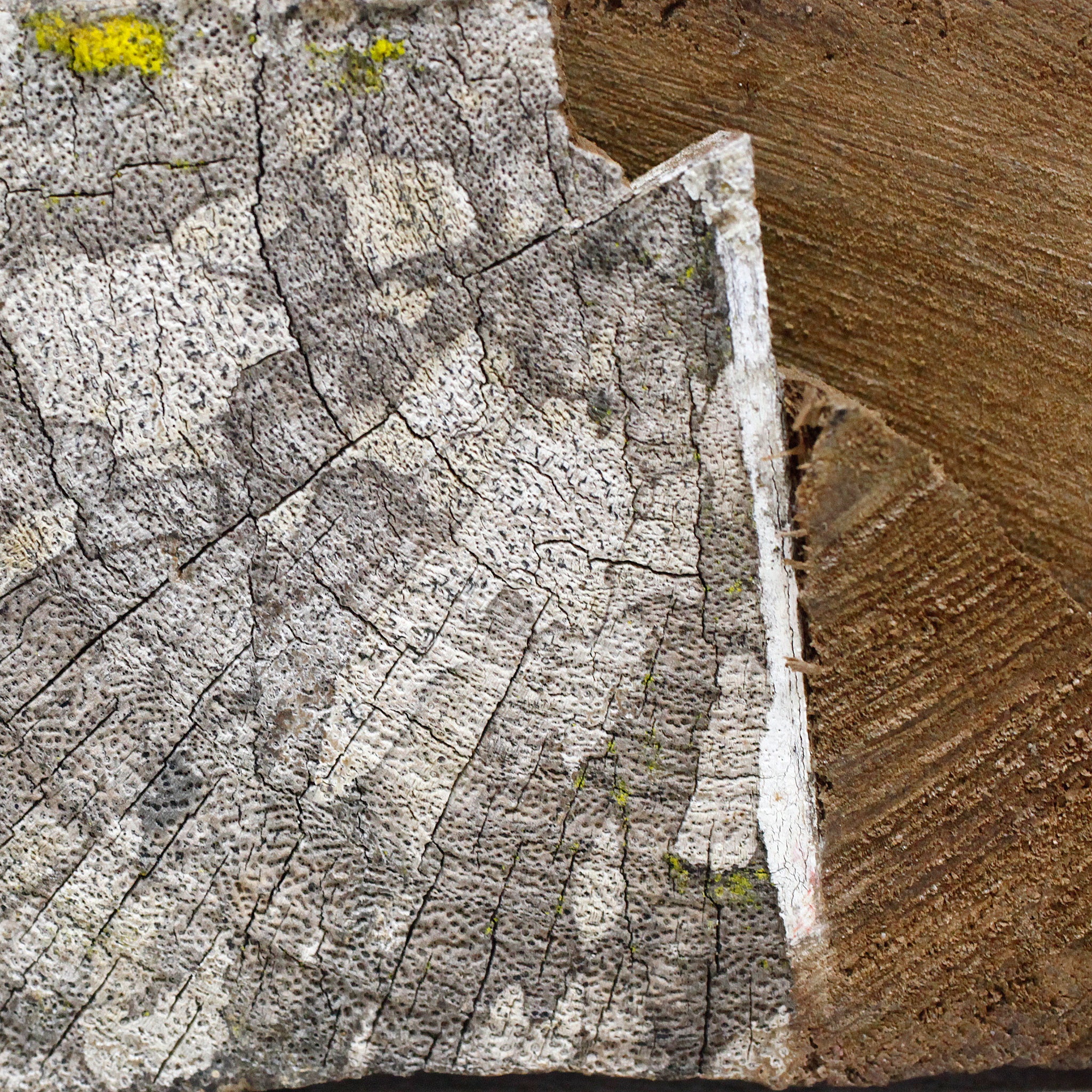 マハファリ ゼブと地衣類 f_142