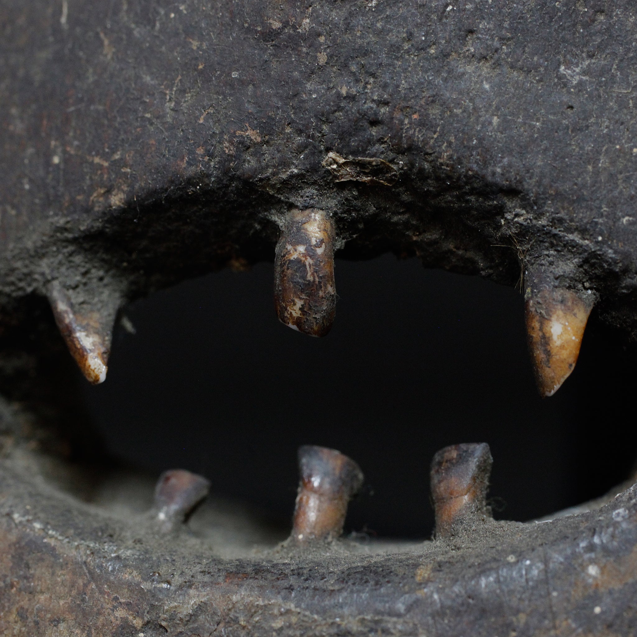 クム 深い森からきたマスク m_134