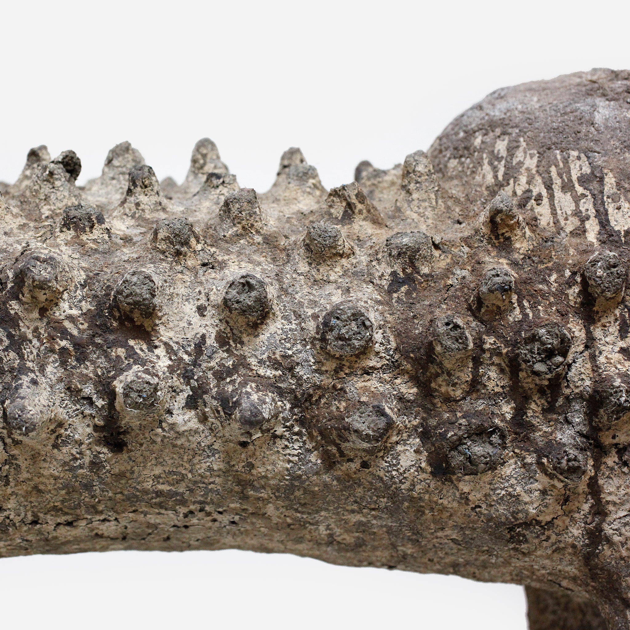 バマナ イボのボリ o_237