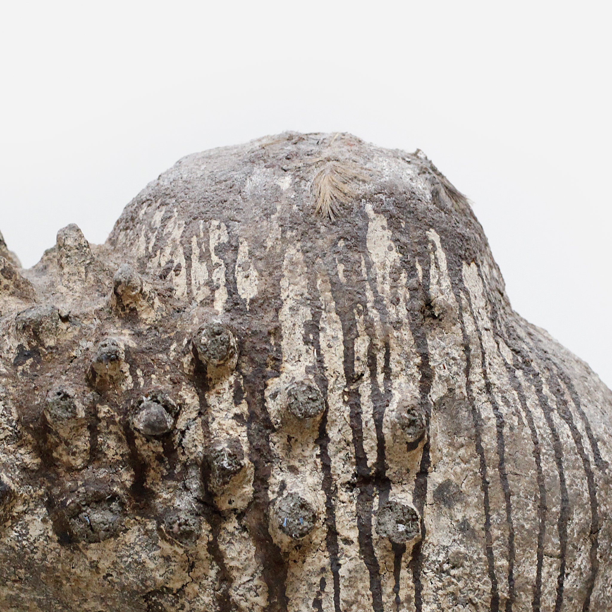 バマナ イボのボリ o_237