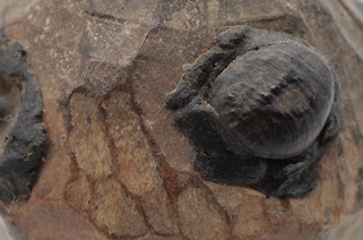 セヌフォ族 黒い目がたくさんある木像 f_115