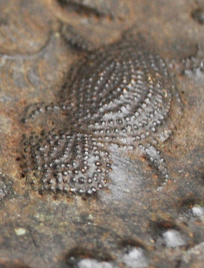 ヨルバ族 酋長が使う装飾のあるうちわ o_035