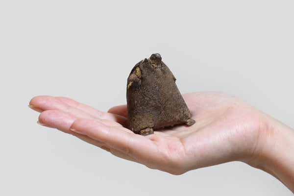 ファリ族 小さなお人形3 o_165_3