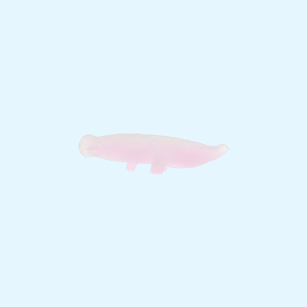 Object