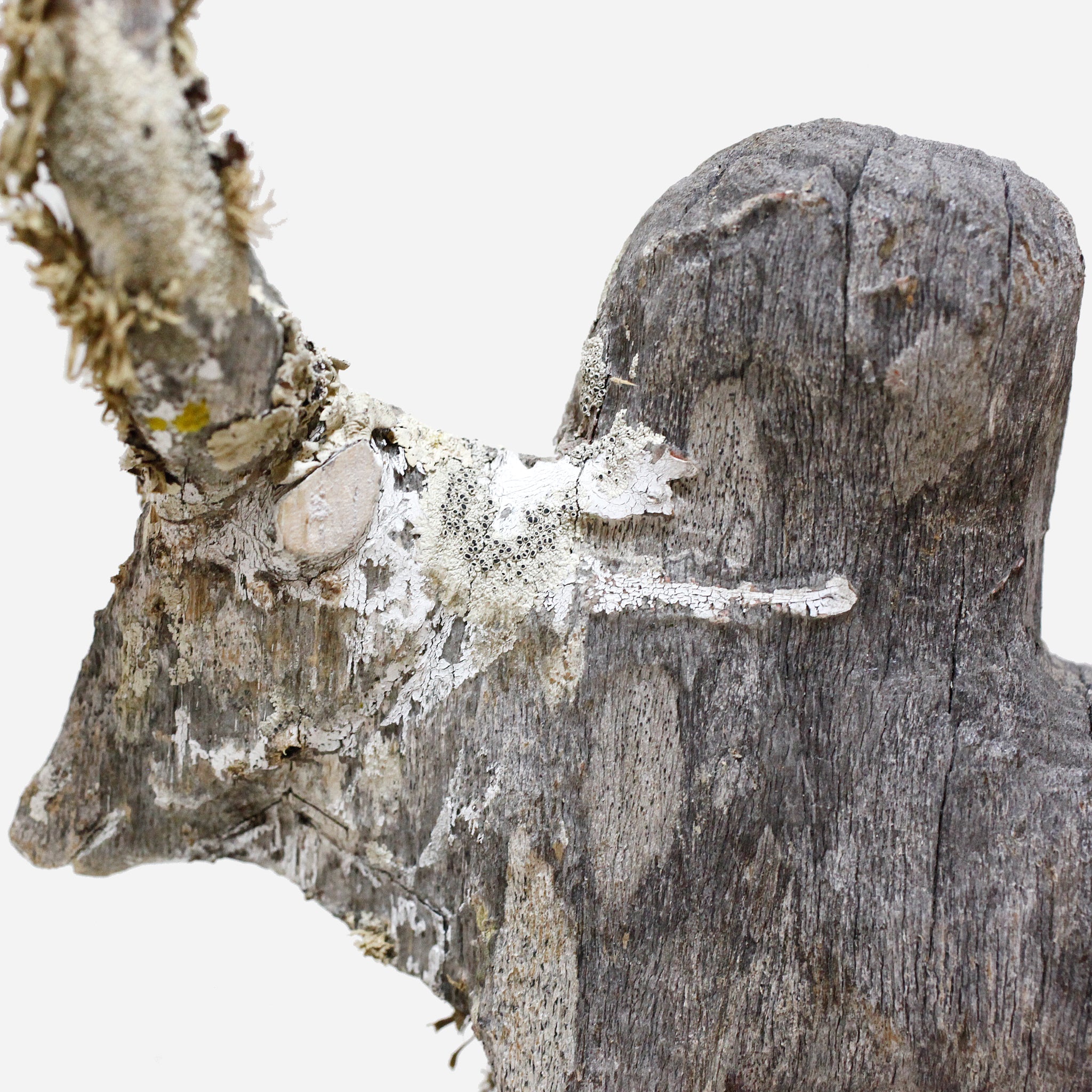 マハファリ　ゼブと地衣類　f_142