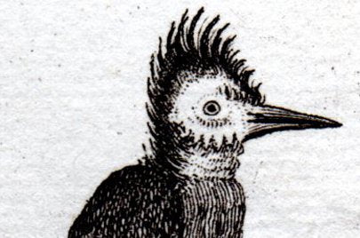 ギニアの鳥　アンティークプリント1730年　o_009