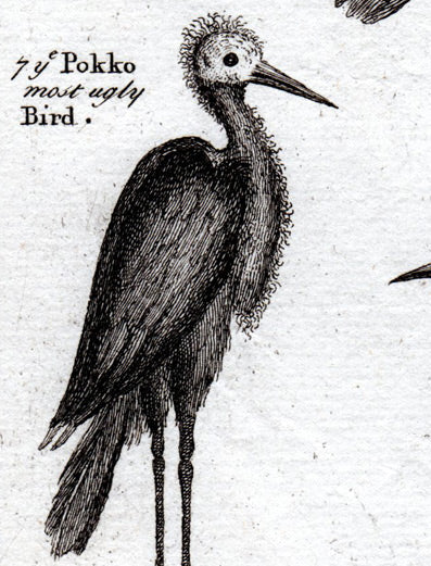 ギニアの鳥　アンティークプリント1730年　o_009